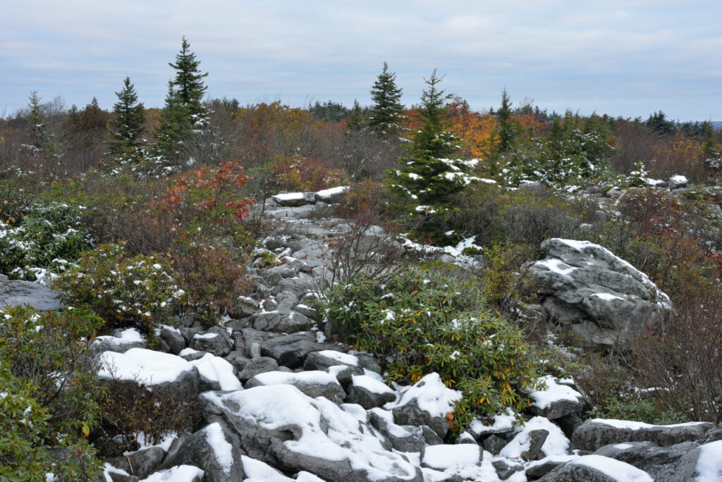 Dolly Sods Scenic Area after fresh snow, West Virginia.